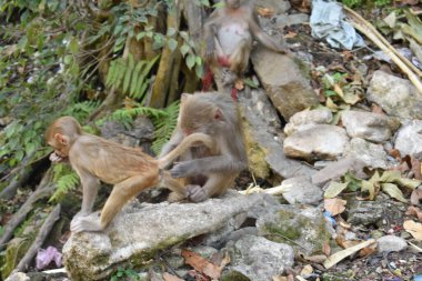 Anne ve çocuğun sevgisi ve sevgisi Bir ağaç gölgesinin yanında dinlenme zamanı.
