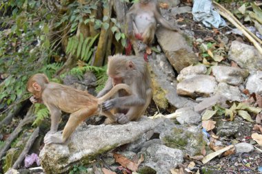 Anne ve çocuğun sevgisi ve sevgisi Bir ağaç gölgesinin yanında dinlenme zamanı.