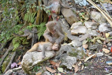 Dağın yüksek manzarasından köy manzarası çok güzel görünüyor..