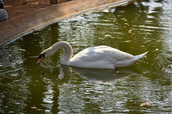 Swan Plavání Národním Parku Vodní Rybník Vypadá Úžasně — Stock fotografie