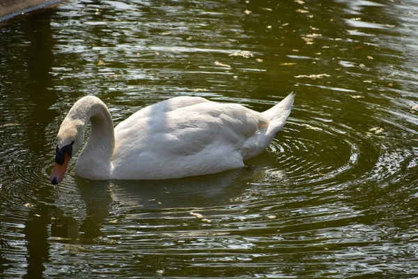 Swan Nuoto Parco Nazionale Stagno Acqua Cercando Impressionante — Foto Stock