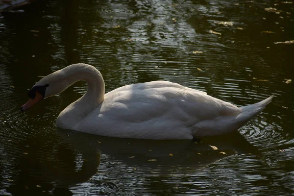 Swan Plavání Národním Parku Vodní Rybník Vypadá Úžasně — Stock fotografie