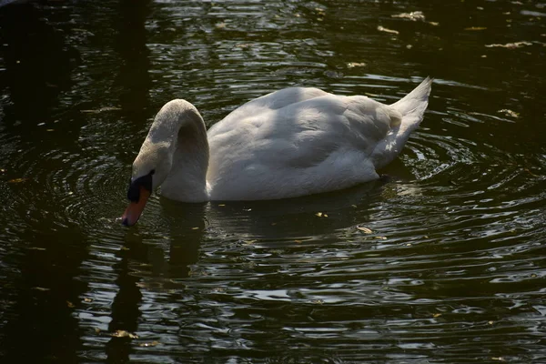 Swan Plavání Národním Parku Vodní Rybník Vypadá Úžasně — Stock fotografie