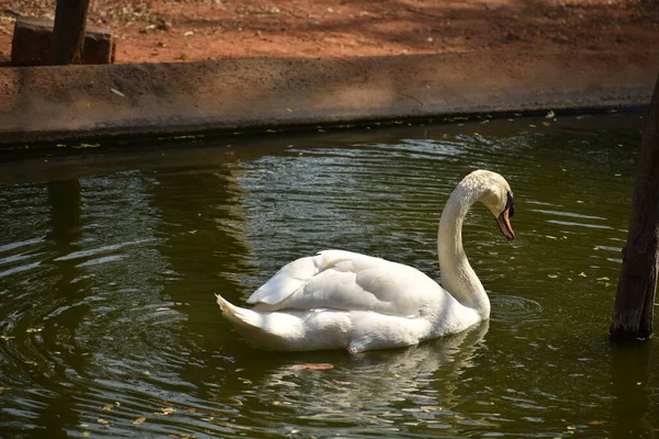 Swan Natação Parque Nacional Lagoa Água Olhando Impressionante — Fotografia de Stock