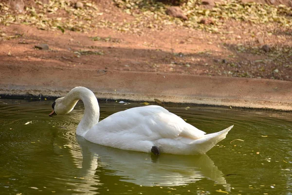 Cisne Nadando Parque Nacional Estanque Agua Con Aspecto Impresionante — Foto de Stock