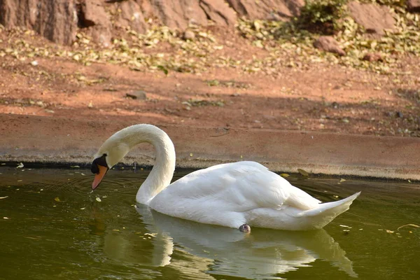 Swan Simma Nationalparken Vatten Damm Ser Fantastisk — Stockfoto
