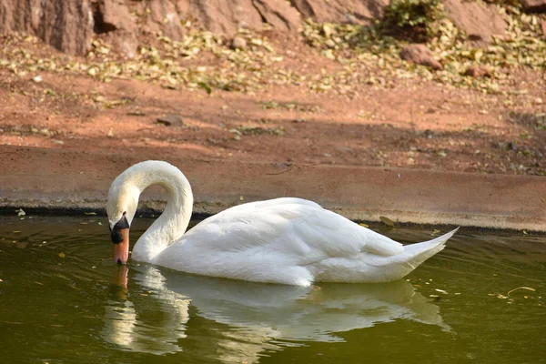 Natation Cygne Étang Eau Parc National Recherche Génial — Photo