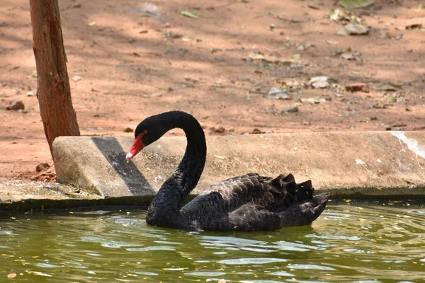 Ett Svart Par Svan Leker Vatten Zoo — Stockfoto