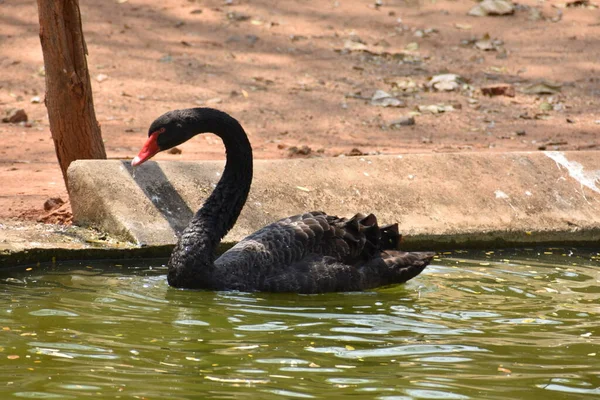 Černošky Pár Labuť Hrát Vodě Zoo — Stock fotografie