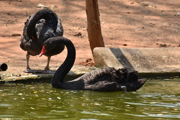 Ett Svart Par Svan Leker Vatten Zoo — Stockfoto