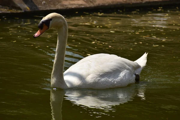 Swan Natação Parque Nacional Lagoa Água Olhando Impressionante — Fotografia de Stock