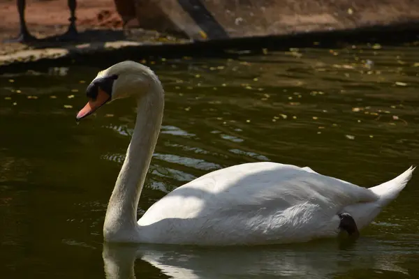 Swan Nuoto Parco Nazionale Stagno Acqua Cercando Impressionante — Foto Stock