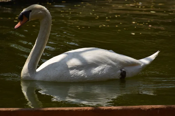 Swan Natação Parque Nacional Lagoa Água Olhando Impressionante — Fotografia de Stock