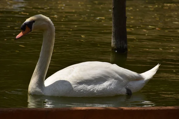 Swan Nuoto Parco Nazionale Stagno Acqua Cercando Impressionante — Foto Stock