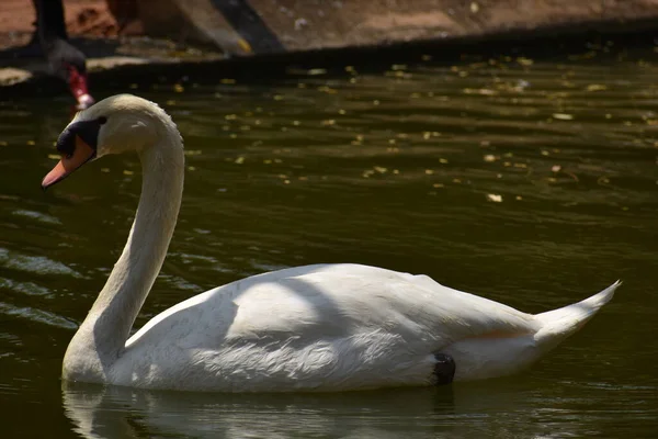 Swan Plavání Národním Parku Vodní Rybník Vypadá Úžasně — Stock fotografie