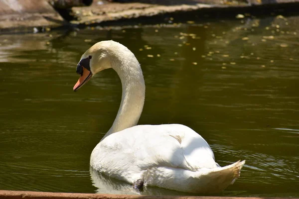 Лебеді Пливуть Водоймі Національного Парку — стокове фото