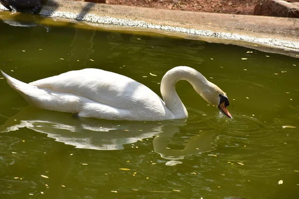 Natation Cygne Étang Eau Parc National Recherche Génial — Photo