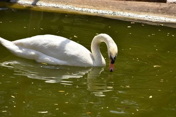 Swan Plavání Národním Parku Vodní Rybník Vypadá Úžasně — Stock fotografie