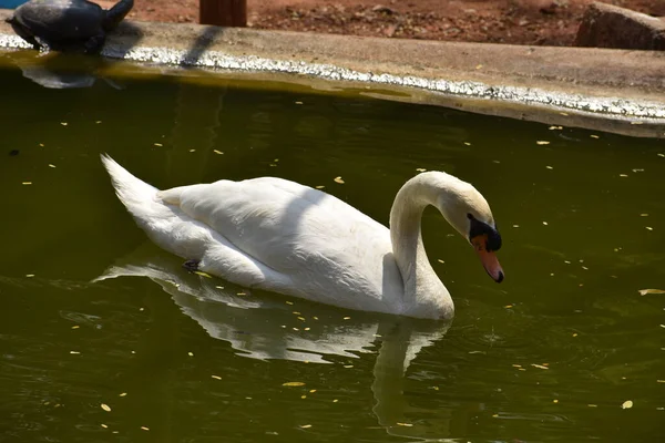 Swan Nuoto Parco Nazionale Stagno Acqua Cercando Impressionante — Foto Stock