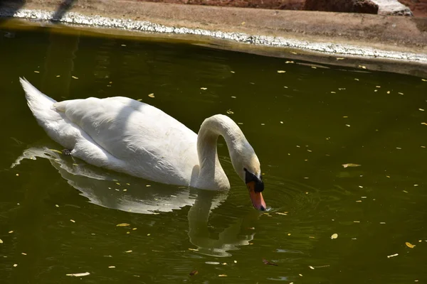 Swan Nuoto Parco Nazionale Stagno Acqua Cercando Impressionante — Foto Stock