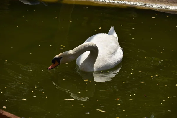 Swan Plavání Národním Parku Vodní Rybník Vypadá Úžasně — Stock fotografie