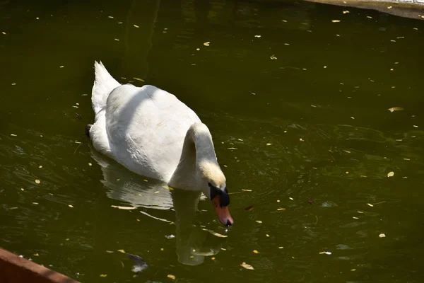 Swan Nuoto Parco Nazionale Stagno Acqua Cercando Impressionante — Foto Stock