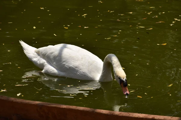 Swan Nuoto Parco Nazionale Stagno Acqua Cercando Impressionante — Foto Stock