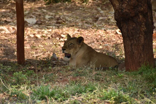 Бенгальський Тигр Закривається Коли Відпочиває Під Зоопарком Різних Місцях Національного — стокове фото