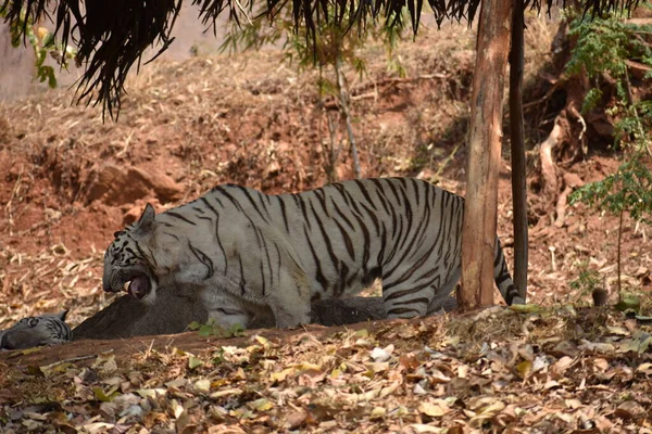 Bengal Tiger Wondering Zoo Mountain Downwards National Park — Stok fotoğraf