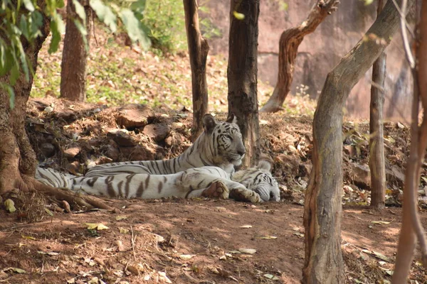 Bengal Tiger Wondering Zoo Mountain Downwards National Park — Foto de Stock