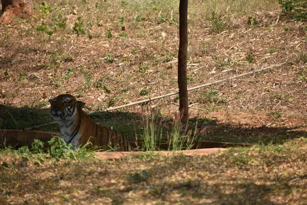 Bengal Tiger Wondering Zoo Mountain Downwards National Park — Foto de Stock