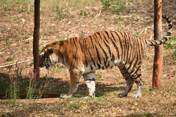 Bengal Tiger Wondering Zoo Mountain Downwards National Park — Stock Fotó