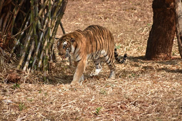 Bengal Tiger Wondering Zoo Mountain Downwards National Park — Stock Fotó