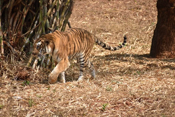 Bengal Tiger Wondering Zoo Mountain Downwards National Park — Foto de Stock