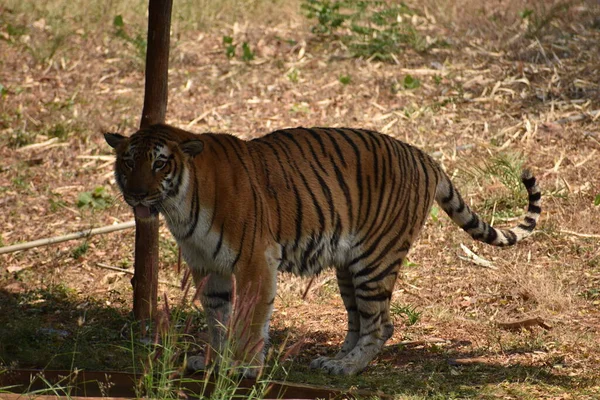 Τίγρης Της Βεγγάλης Αναρωτιέται Στο Ζωολογικό Κήπο Από Βουνό Προς — Φωτογραφία Αρχείου