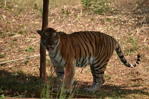 Bengal Tiger Wondering Zoo Mountain Downwards National Park —  Fotos de Stock
