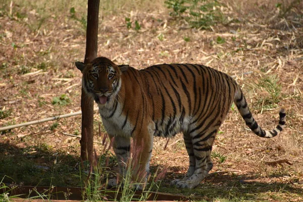 Bengal Tiger Wondering Zoo Mountain Downwards National Park — Stok fotoğraf