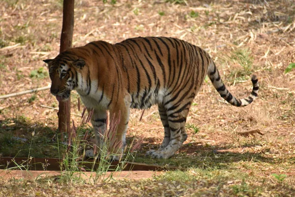 Bengaalse Tijger Vraagt Zich Dierentuin Van Berg Naar Beneden Nationaal — Stockfoto