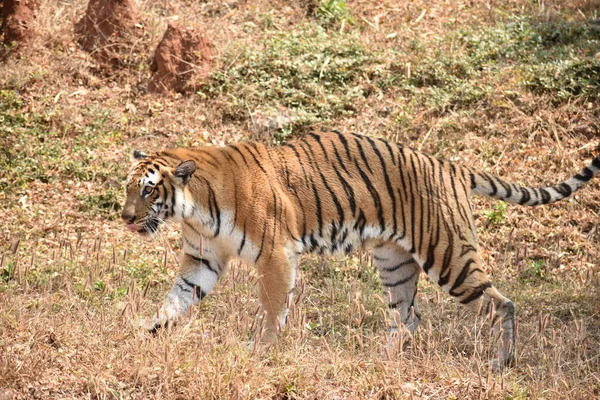 Bengal Tiger Wondering Zoo Mountain Downwards National Park — Stok fotoğraf