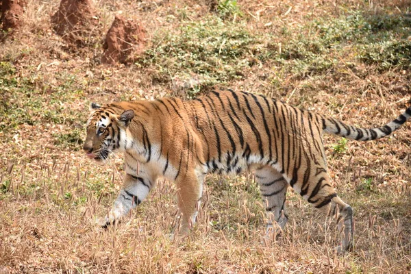Bengal Tiger Wondering Zoo Mountain Downwards National Park Zdjęcia Stockowe bez tantiem