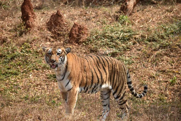 孟加拉虎在动物园里东倒西歪地寻找国家公园 — 图库照片