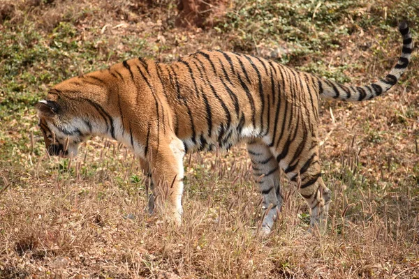 Bengal Tiger Wondering Zoo Mountain Downwards National Park — Stok fotoğraf