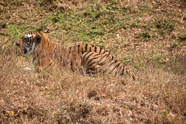 Bengal Tiger Wondering Zoo Mountain Downwards National Park — Stock Photo, Image