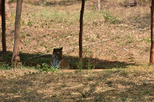 Bengal Tiger Close View Zoo Bathing Playing Water Tub National — ストック写真