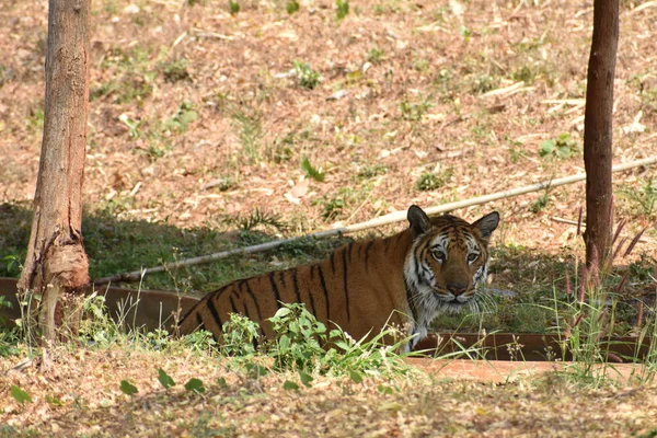 Bengal Tiger Close View Zoo Beim Baden Und Spielen Einer — Stockfoto