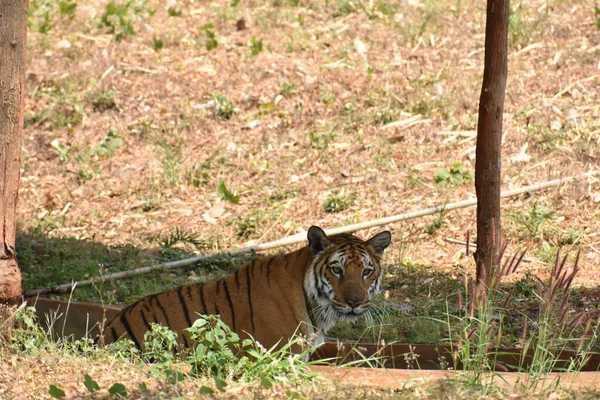 Бенгальский Тигр Близкий Вид Зоопарк Время Купания Игры Водяной Ванне — стоковое фото