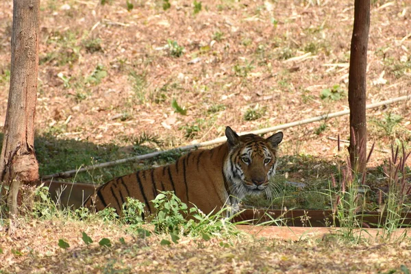 Bengal Tiger Close View Zoo Beim Baden Und Spielen Einer — Stockfoto