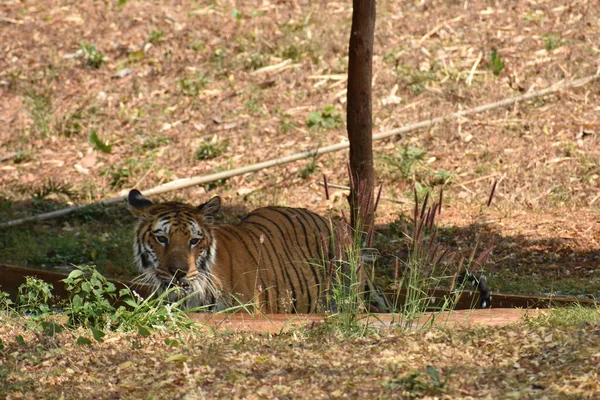 Bengal Tiger Close View Zoo Bathing Playing Water Tub National — Stok fotoğraf