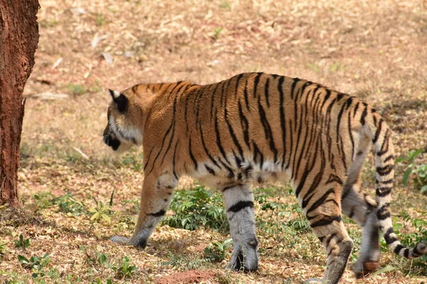 Bengálský Tygr Zblízka Zoologické Zahradě Při Sestupu Hory Jinou Pozici — Stock fotografie