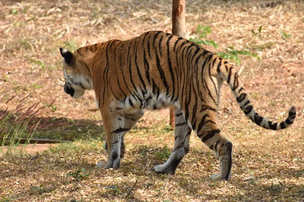 Bengal Tiger Close View Zoo Going Mountain Different Position National — Foto de Stock